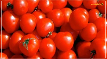 تطور جديد.. سعر الطماطم ينخفض بشكل ملحوظ في الموعد المنتظر الكيلو بهذا السعر 1